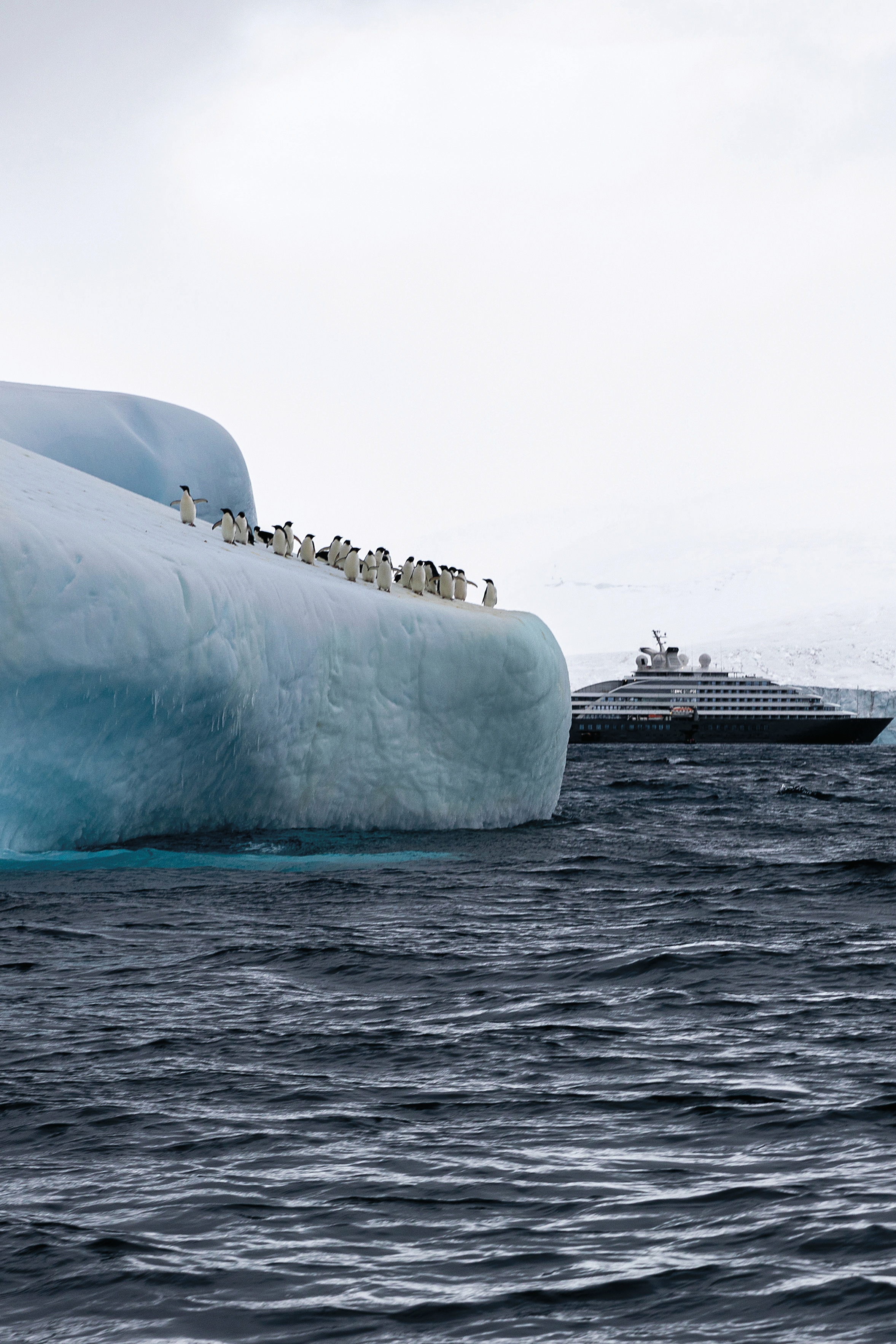 Scenic Eclipse Excursions Penguins 4.jpeg